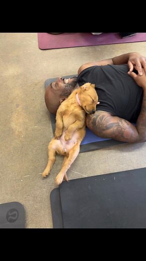 3.5M views · 186K reactions | It is now illegal to move | Puppy Yoga | Facebook