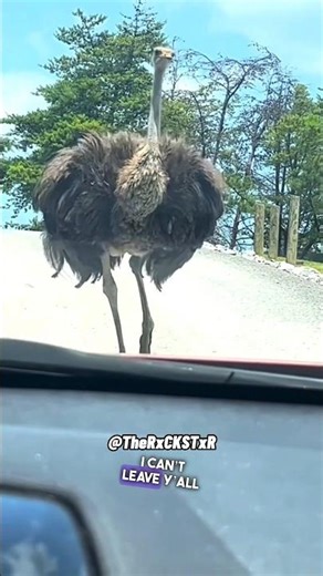 The Coolest Ostrich Ever! - RxCKSTxR Comedy Voiceover