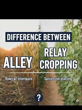Alley and relay cropping in Agronomy #agronomy #agriculture #bscagriculturesubjects #icar