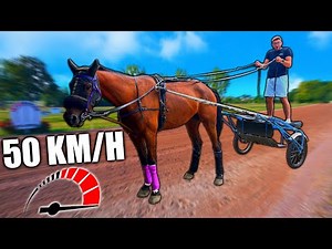 I TRAIN MY RACEHORSES!