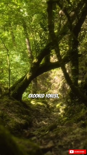 Top 5 Most Beautiful Forests in the World #facts #ranking