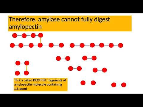 Amylose and Amylopectin Chemical Digestion