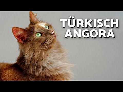 Türkisch Angora Katze 😻 Rassegeschichte, Merkmale und Pflege
