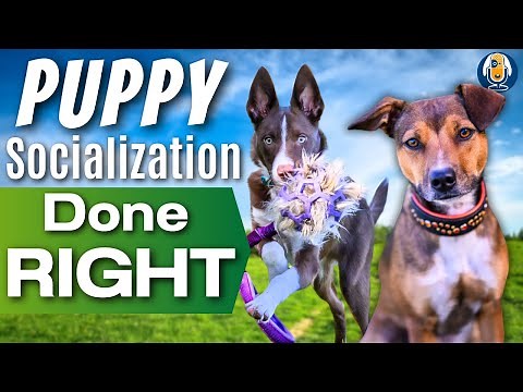 Susan Garrett’s Puppy Socialization Strategies For Raising Confident, Happy Dogs #246 #podcast