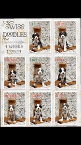 Watching these Swissdoodles grow up is such a joy. They will be going to forever homes before we know it! #doodle #puppylife #crockettdoodles | Crockett Doodles