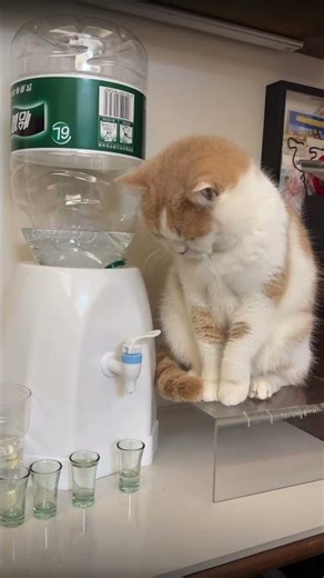 【This cat is the manager of the water industry】