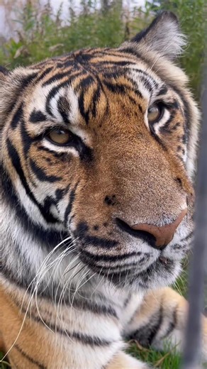 Close Encounter with Purring Tigers and Leopards