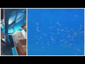 Roxy AI事例 しらす検査