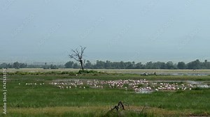 Flamingos Kenia Afrika