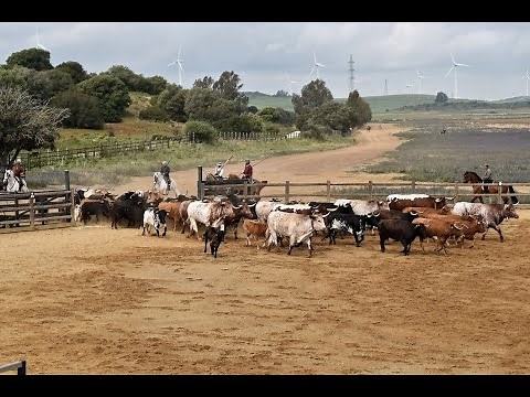 La ganaderia Domecq - Les toros de Lidia - Andalousie - Espagne