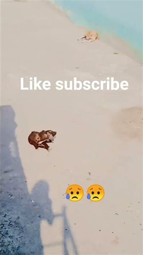 like subscribe please find attached the following URL Adobe flash and subscribe if I can get the