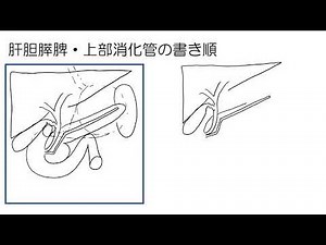 【字を書くように絵を書こう】#2 肝胆膵脾の書き順 消化器臓器が1分で描けます