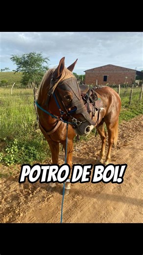 Cattle colt!🐎🏜️♥️