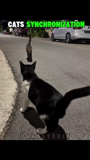 "CAT vs DOGS SYNCHRONIZATION" EDIT🗿 | PT.21💀