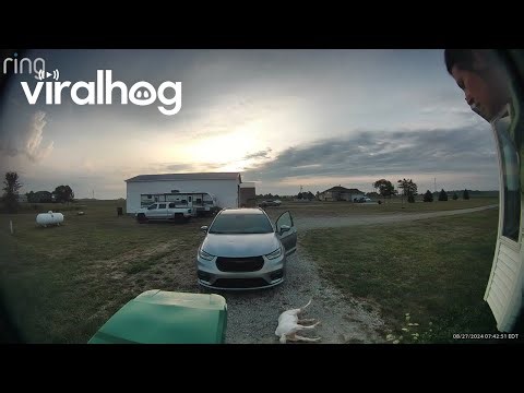 Fainting Goat Hilariously Bleats For Help || ViralHog