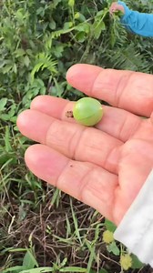 4.1K views · 25 reactions | kalo bahasa khek skw pit pak sim tempat kalian apa namanya #vod #sayuran | Suriana Fui-fui | Facebook