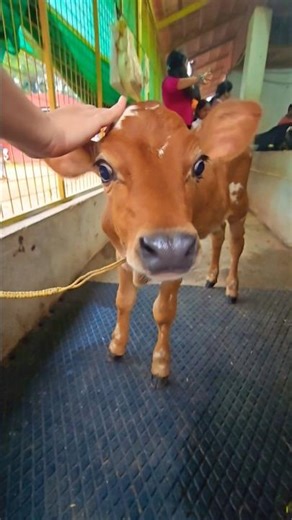 Tiny calf,Little moo moments# shorts #cows #cutecalf #farmlife #happiness