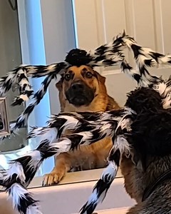 203K views · 8.1K reactions | Halloween special of hilarious pets! 藍 | Animal Antics | Facebook