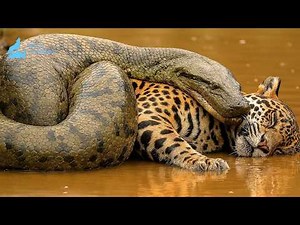 Anaconda – The Giant Ruler of the Amazon Swamps #naturedocumentary | Wildlife documentary