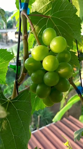 163K views · 625 reactions | Cara menjaga anggur agar glowing 殺 | Grafting Examples | Facebook