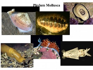 Mollusca
