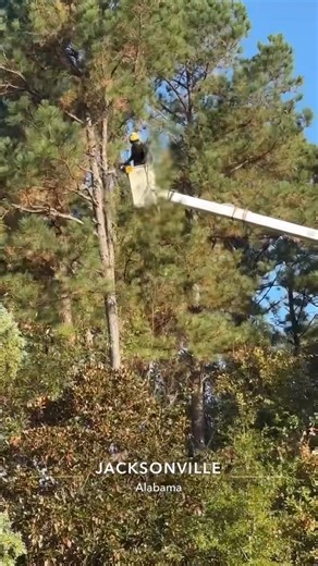 17 reactions | Crew rocking it out for a friday. Topping a crepe Myrtle and removing 8 pines in the back | Pro Arbor Tree Service LLC | Facebook