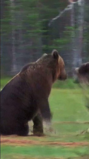 This Bear Survived the Impossible #AlaskaWildlife #BearStory #Survival