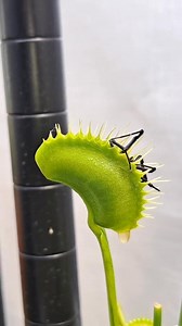 Venus fly trap clean catch feels awesome!! 🔥🔥 But non clean catches happen all the time. It won't be detrimental to the overall plant, but it won't benefit the plant to its full potential. When a trap is successful in getting a clean catch, it allows the trap to open back up and get ready for another meal. A trap typically will have three meals before turning black and withering away. This is completely normal, as the traps will grow perpetually from the center (crown) of the carnivorous plant