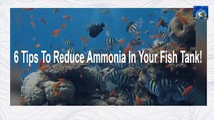 6 Tips to Reduce Ammonia In Your Fish Tank