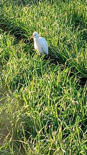 सफेद बगुला #bagula #birds