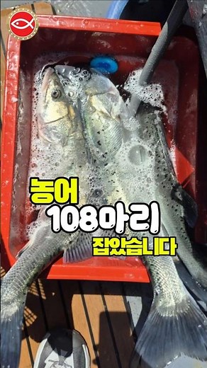 [삼길포 헤르메스] 108마리 농어 잡았습니다. #농어 #외수질 #선상낚시 #삼길포항