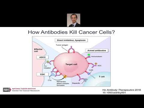 Antibody Binding Sites as Therapeutics: From scFv to VHH and VNAR