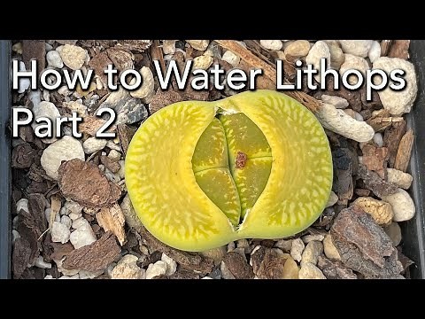 When and How to Water Lithops - Part 2 - Lithops Growth Cycle