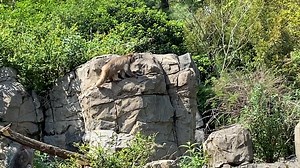 43 reactions | Here are our snow monkeys in the Temperate Territory exhibit at the zoo. #DidYouKnow that snow monkeys are native to Japan? They spend most of their time on the ground of subtropical and subarctic forests. | Central Park Zoo | Facebook