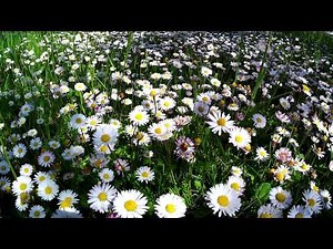 Springtime Dawn Chorus | Vibrant Daisies & Morning Birdsong