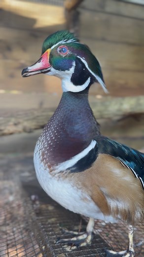3.1K views · 33 reactions | What gets Shower 閭 so excited? A fresh water change with a sprinkle of @tscflockparty Duck Discs makes his day everytime 癩 #hotoffthenest #ducksofinstagram #showerthewoodduck | Hot Off The Nest | Facebook