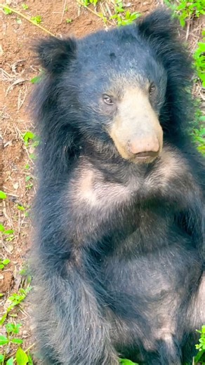 “If you love wildlife, don’t blink now.” #wildlife #shorts