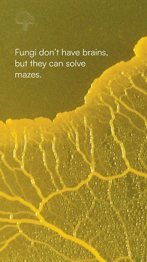 The Amazing Abilities of Slime Mold: Nature's Problem Solver