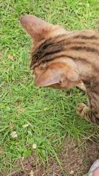 Looking at a cat's hairball for science 🔬🐆