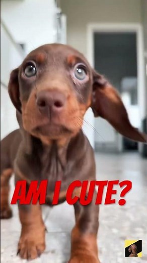Why This Brown Dachshund is the Cutest Ever