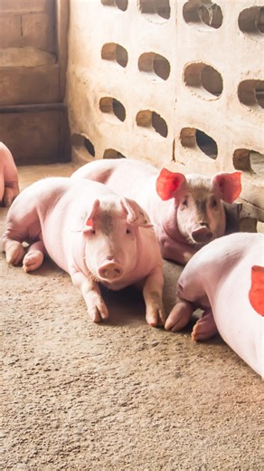 How can undetected swine diseases silently threaten herds and trade? Explore why advanced diagnostics are vital for early detection and control. Listen now on all major platforms to the episode