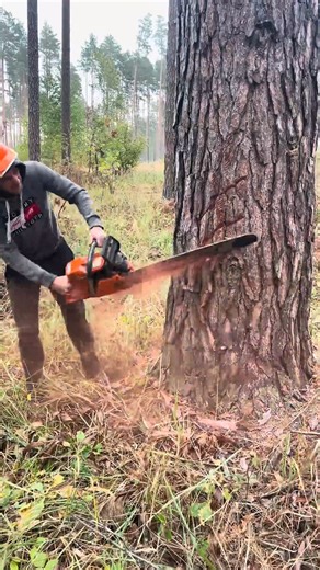135K views · 268 reactions | Pro logger felling 800 year oak tree | Florenc Sokoli � | Facebook