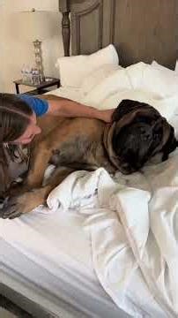My HUGE dog gets the best cuddles ever #dog #dogs #cutedog