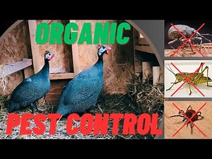 Guinea Fowl ...Solution to your tick problem (Protect against Lyme disease)