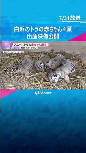 4頭で仲良く授乳も アムールトラの赤ちゃんの出産映像を公開 和歌山・アドベンチャーワールド #shorts #読売テレビニュース