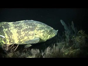 Grouper eats Barracuda Key Largo 12-15-12