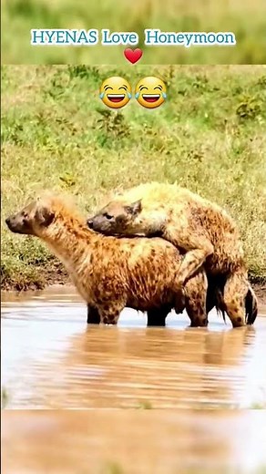 hyena mating rare sighting. #shorts #hyena #wildlife