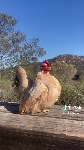 Nubs is forever on the search for a the best place to stretch his vocal cords! #fun #funny #funnyvideos #funnychicken #chicken #rooster #hen #chickenlife #crow #dreambig #wilderness #vacation #cute #notoes #rescue #rescueanimals #cutepet #pet #comedyvideo #tiny #disabled #adventures #foryou #foryoupage #tinychickens #serama #nubs #love #lovechicken #mini