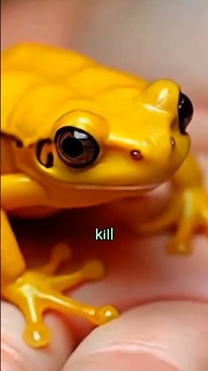 Tiny But Deadly Golden Poison Dart Frog | Animal Facts