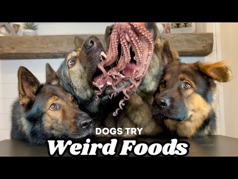 Four German Shepherds Review Foods (Weird Edition)